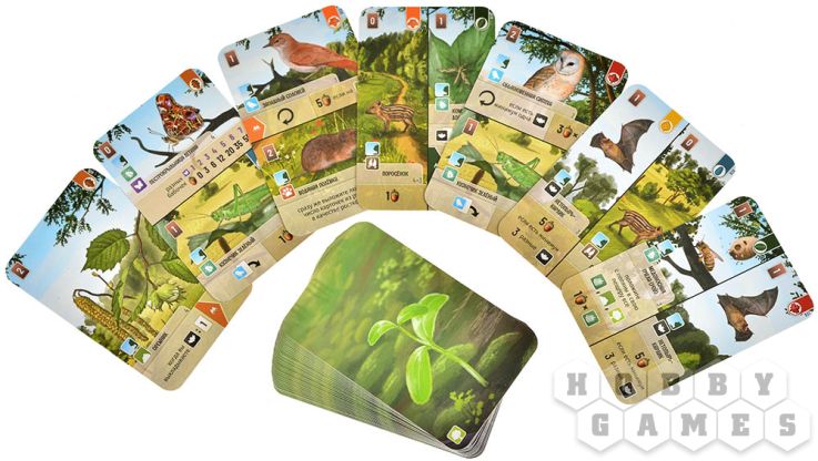 Смешанный лес: На опушке фото 6